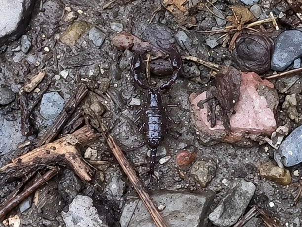 Сочинцы в тревоге: ночные гости — мингрельские скорпионы